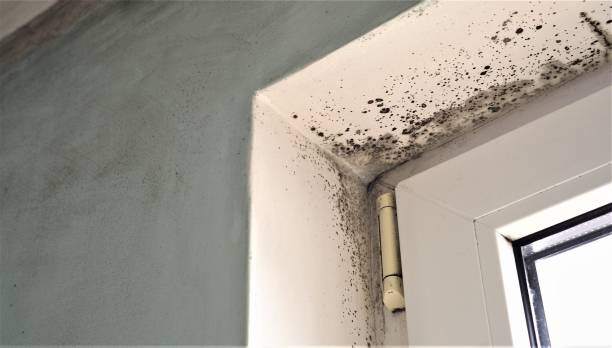Best HVAC Mold Inspection and Cleaning  in Oronoco, MN