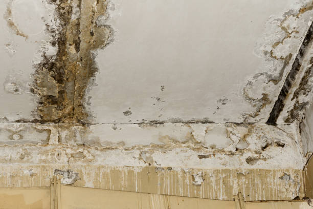 Best Indoor Air Quality Assessment  in Oronoco, MN