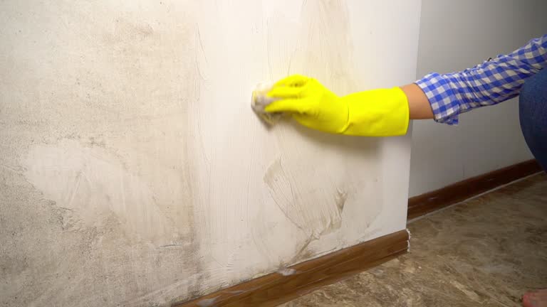 Trusted Oronoco, MN Mold Removal Experts