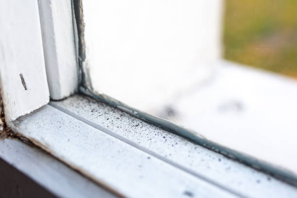 Best Mold Documentation for Insurance Claims  in Oronoco, MN