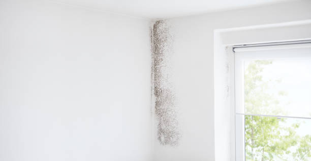 Best Mold Remediation for Vacation Homes  in Oronoco, MN