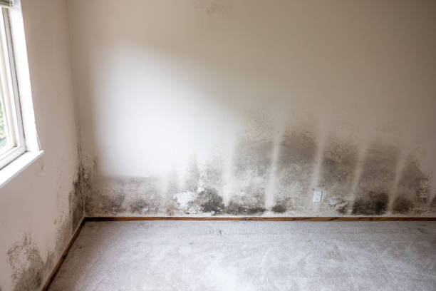 Best Mold-Related Health Consultation  in Oronoco, MN